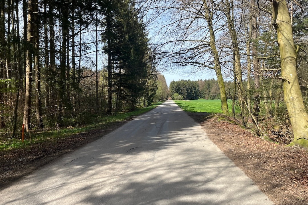 Radweg durch den Forst