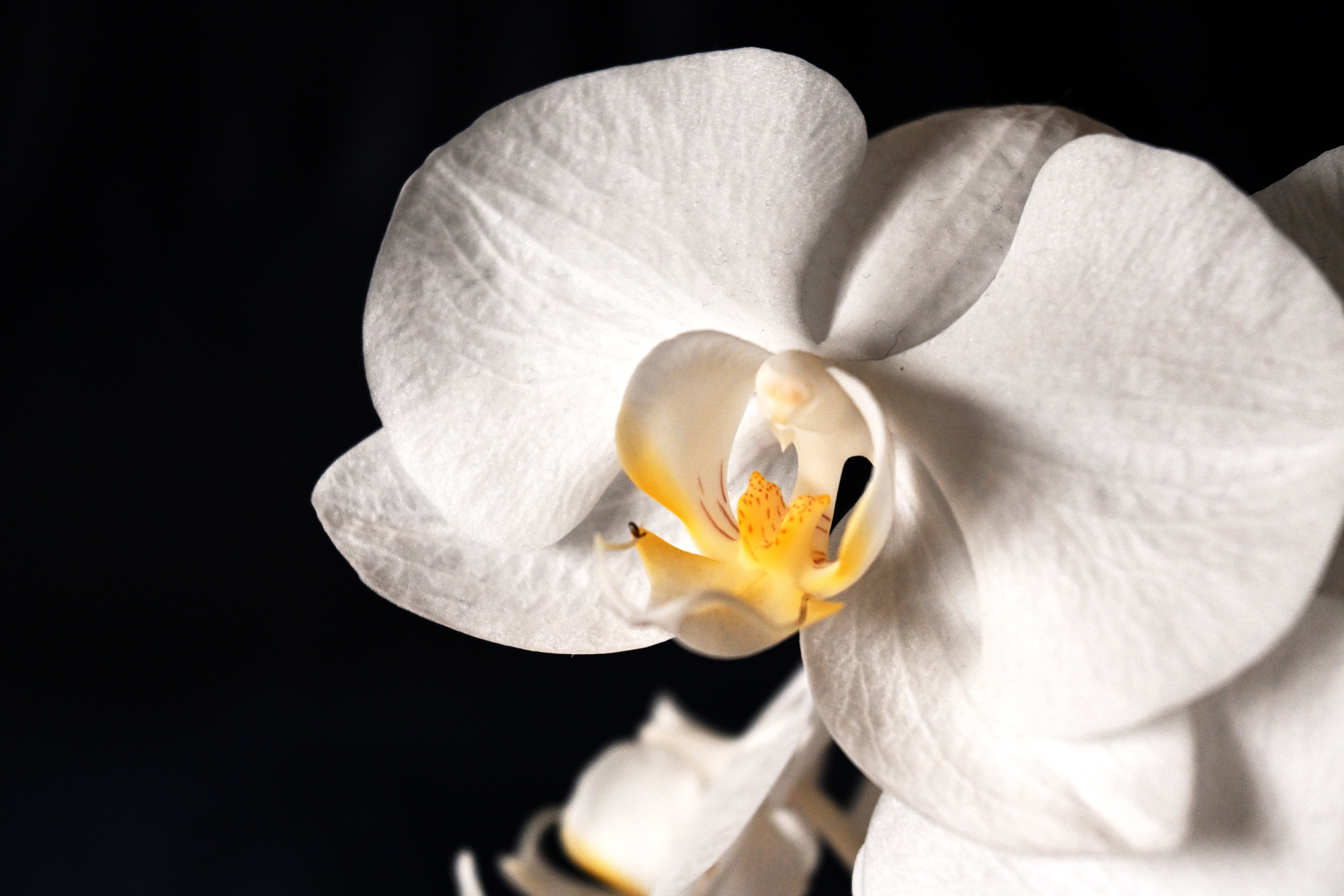 Blüte einer Orchidee
